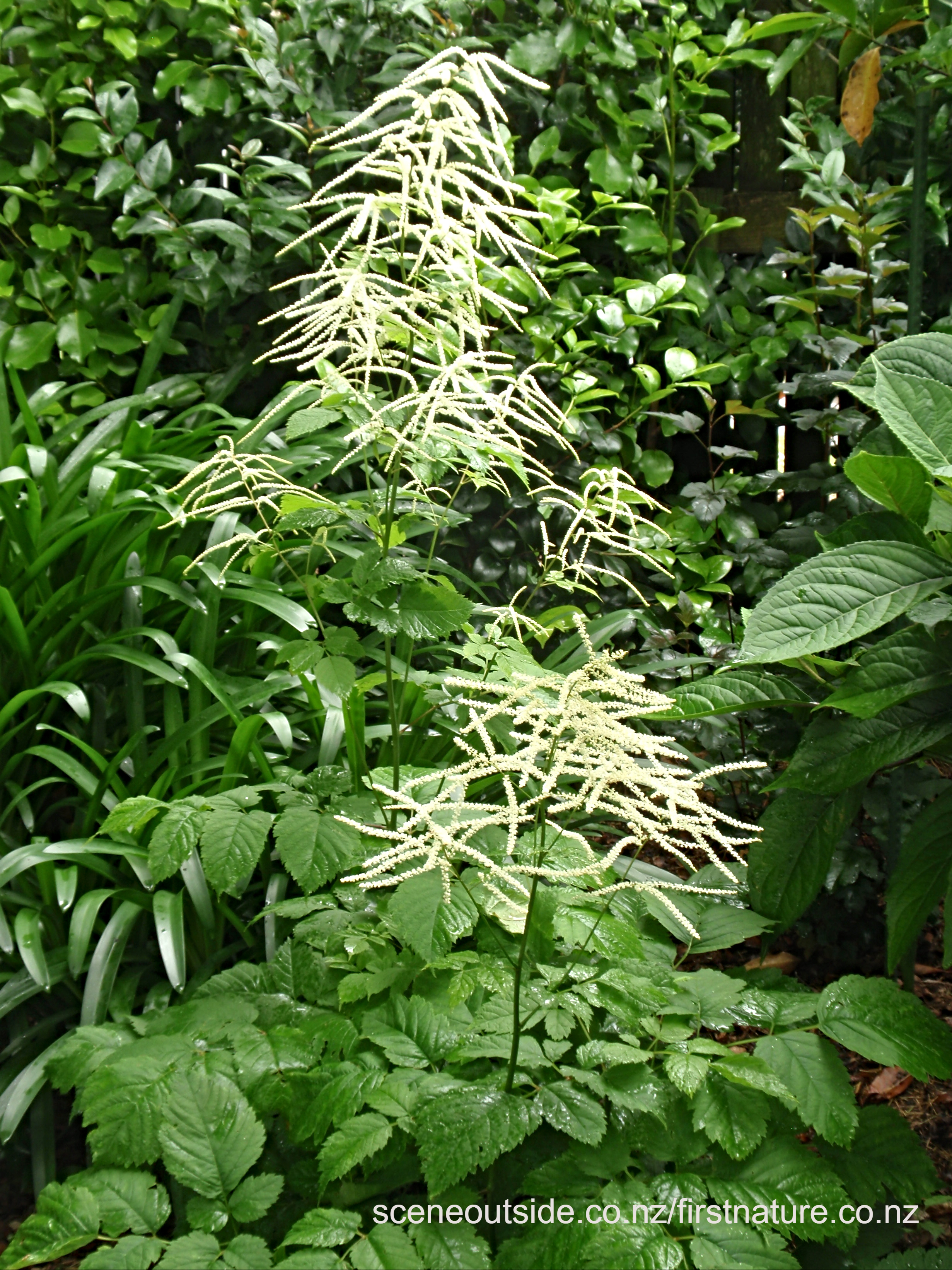 Aruncus-dioicus.jpg