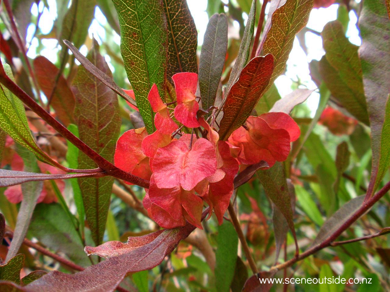 dodonaea-viscosa-purpurea-seed-capsules.jpg