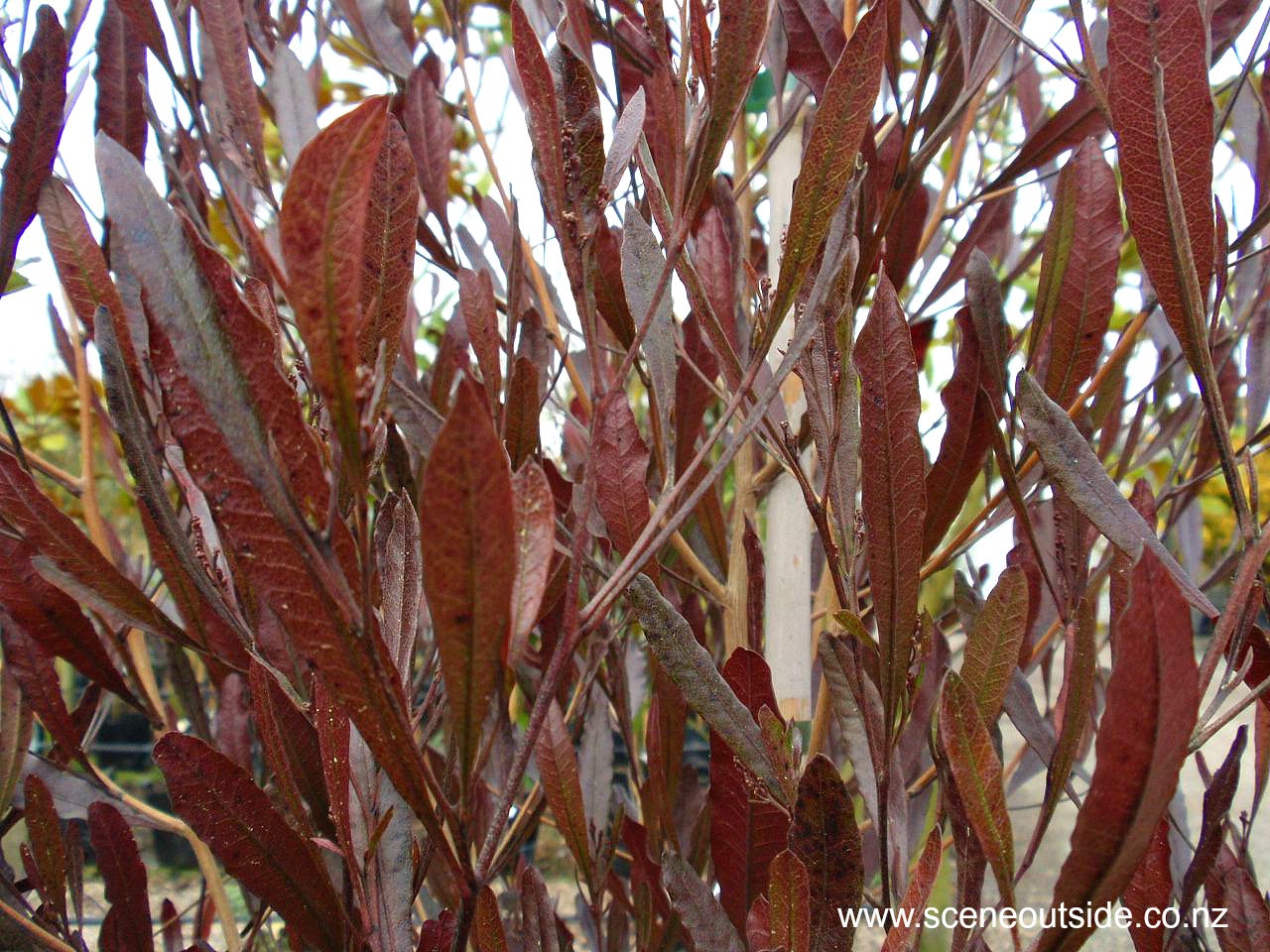 dodonaea-viscosa-purpurea.jpg