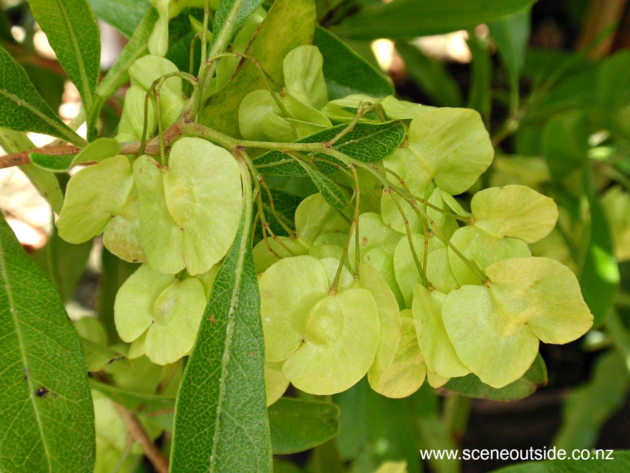 dodonaea-viscosa-seed-capsules.jpg