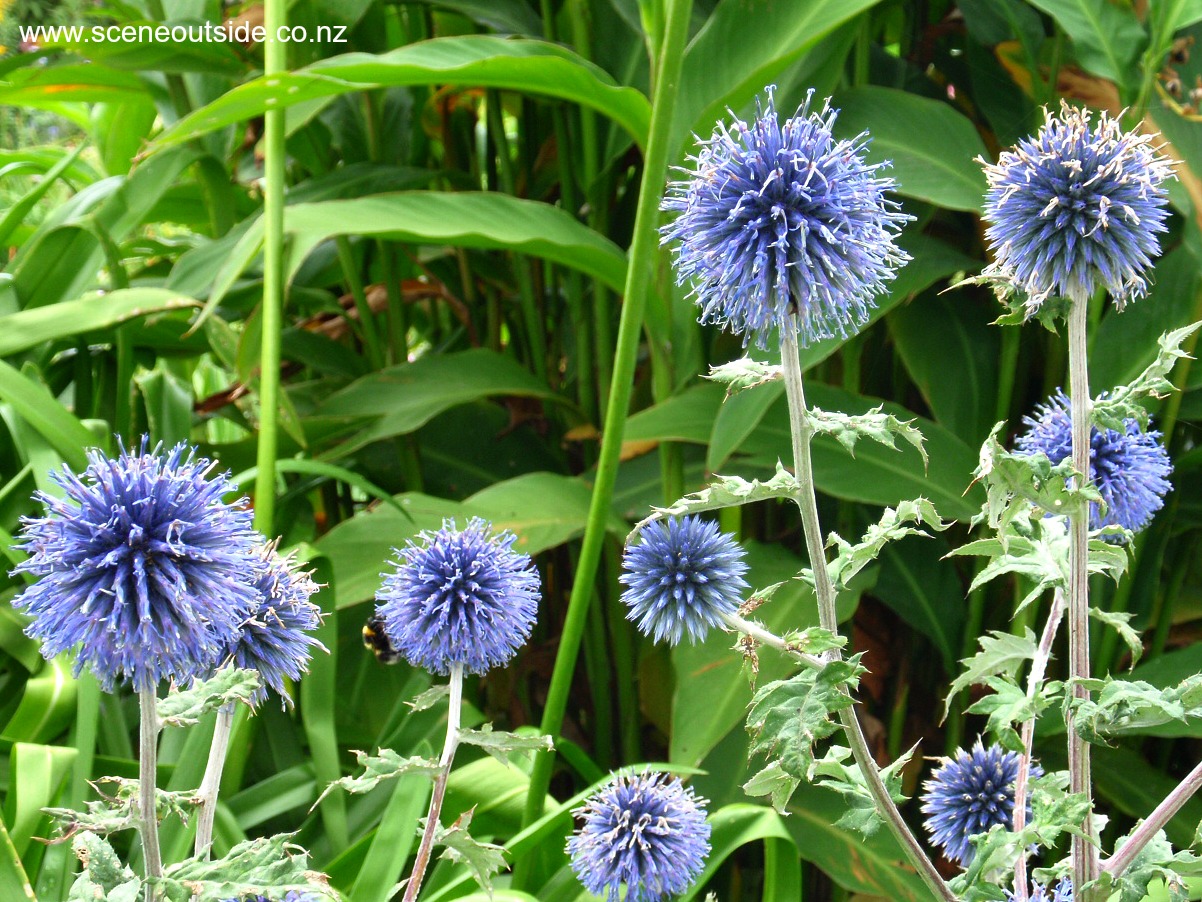 echinops-ritro-1.jpg