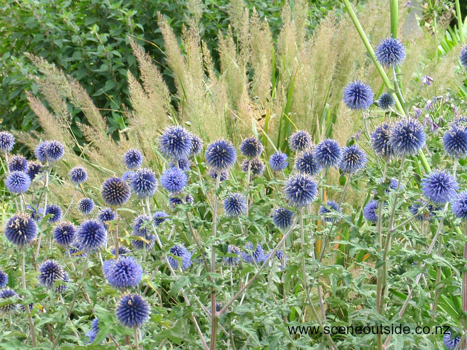 echinops-ritro.jpg