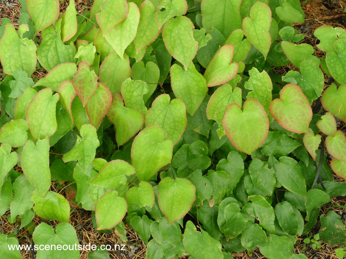 epimedium-rubrum.jpg