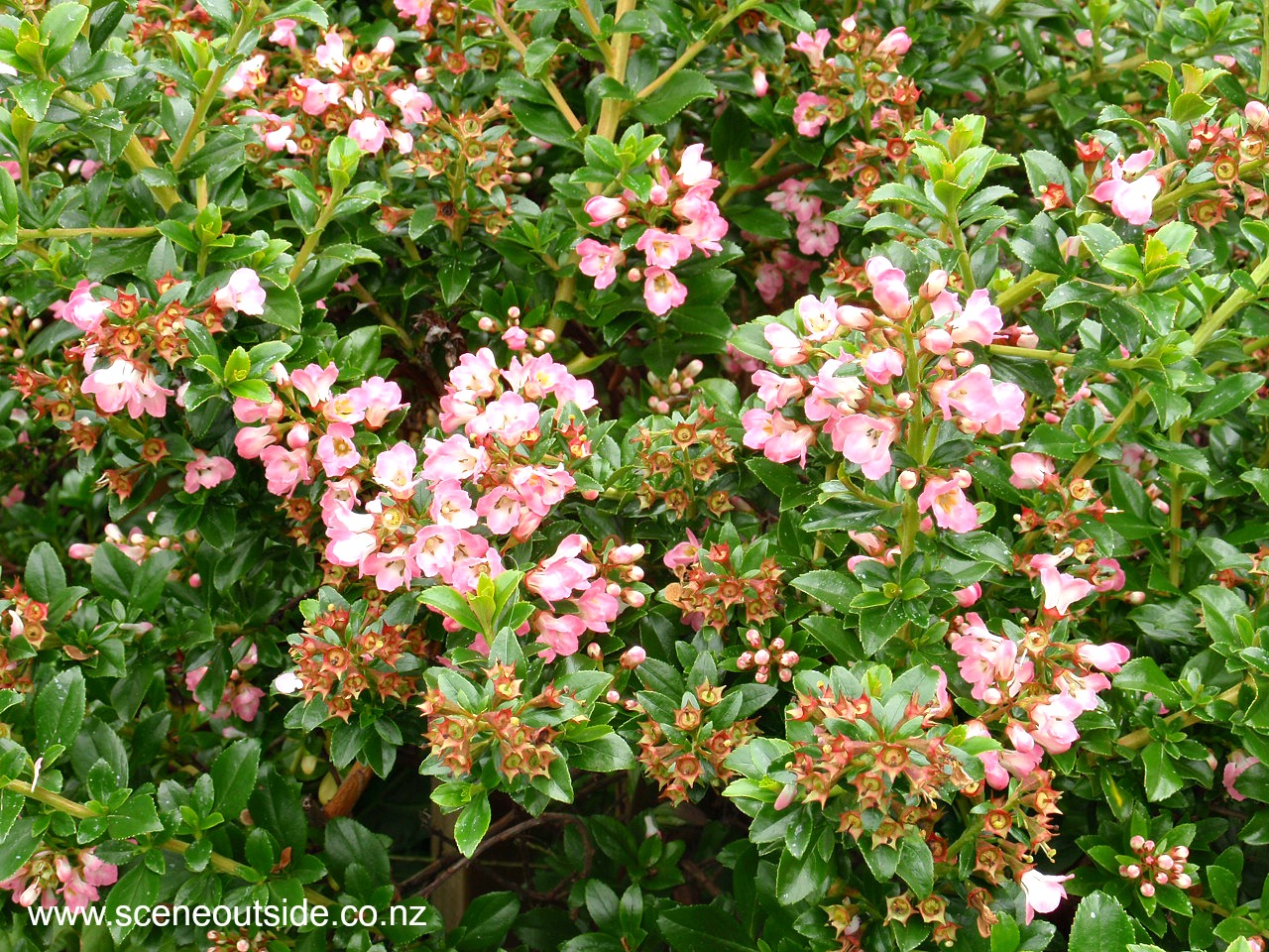 escallonia-apple-blossom.jpg