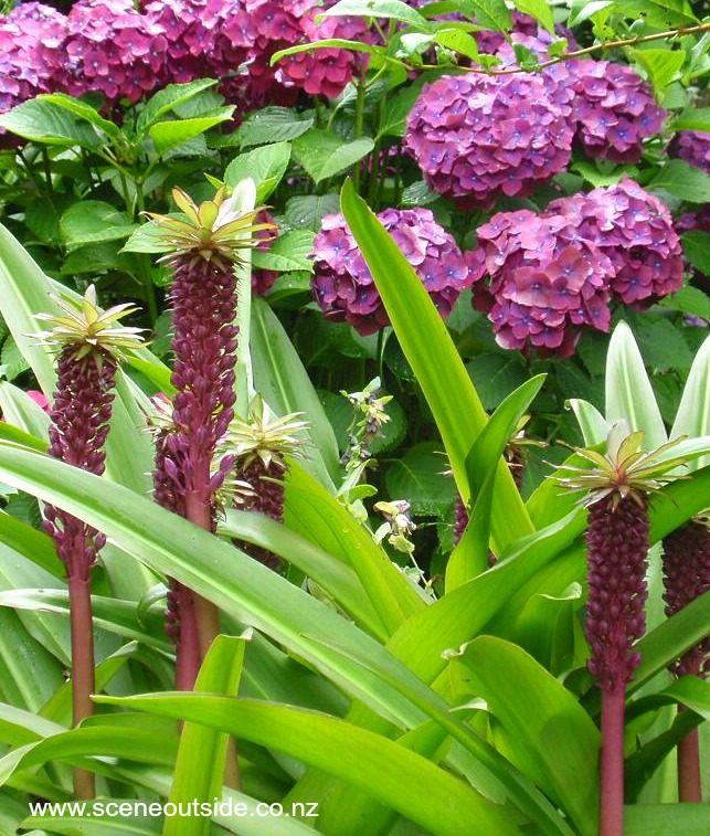 eucomis-reuben-1.jpg