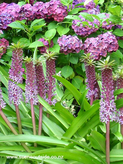 eucomis-reuben.jpg