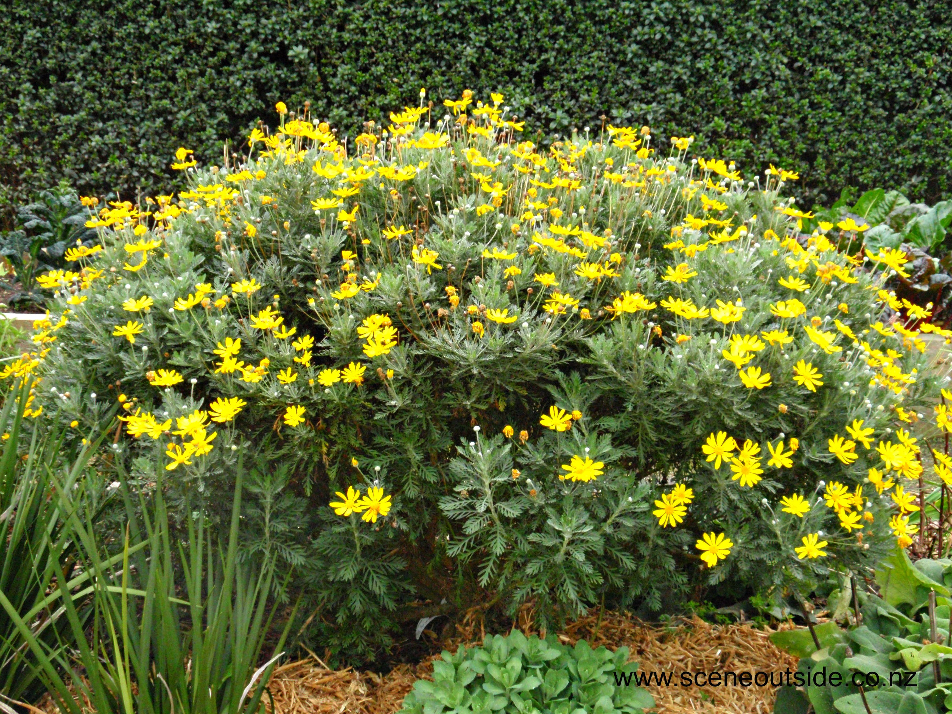 euryops-pectinatus-2.jpg