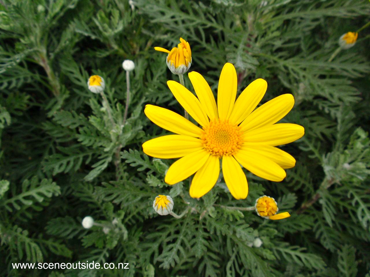 euryops-pectinatus.jpg