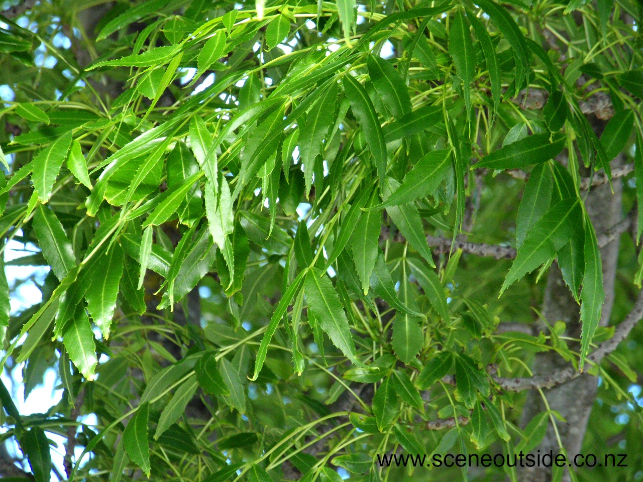 fraxinus-angustifolia-raywood-3.jpg