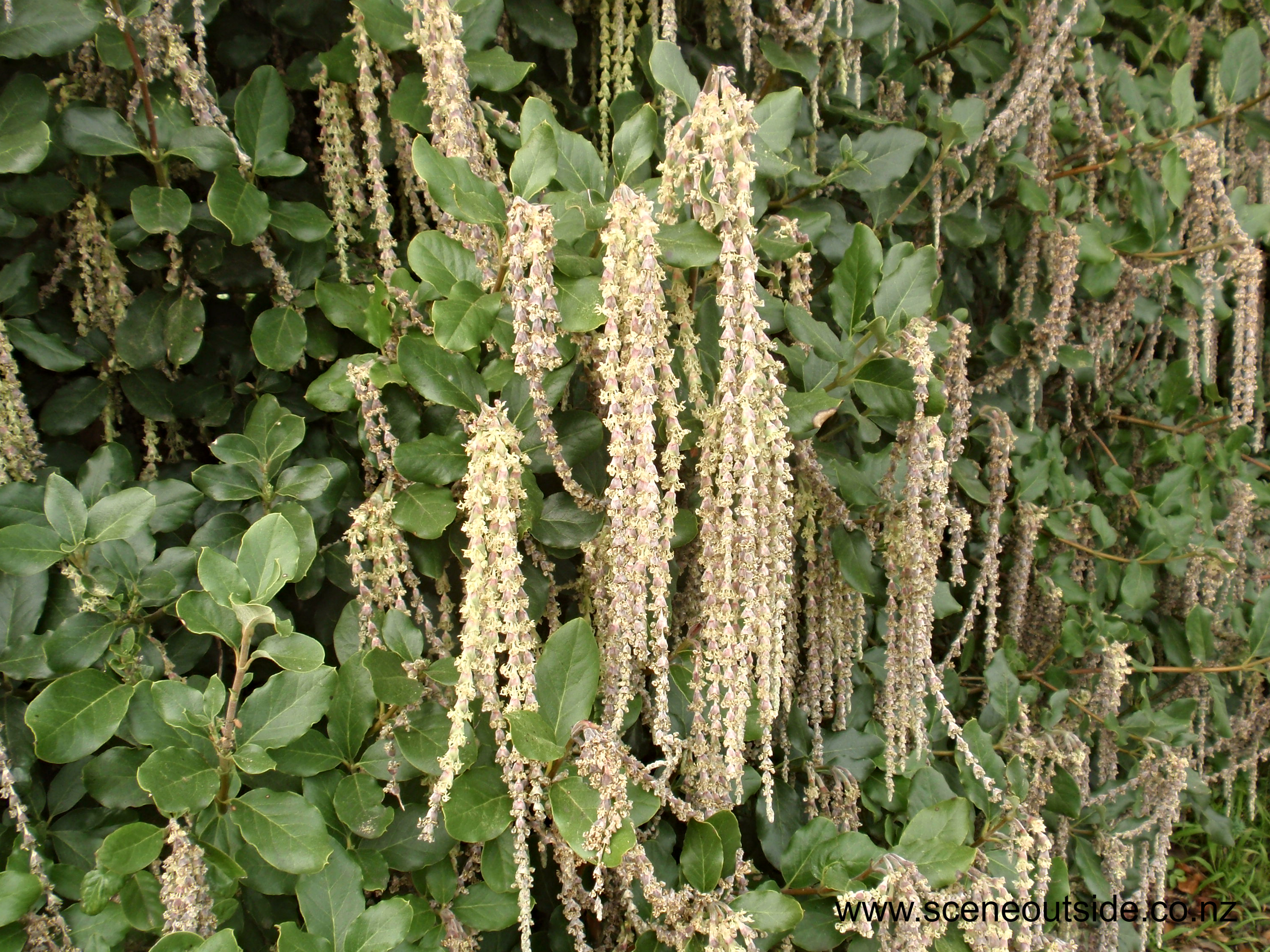 Garrya-elliptica-1.jpg