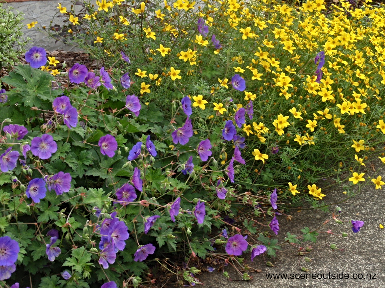 Geranium-Rozanne-1.jpg