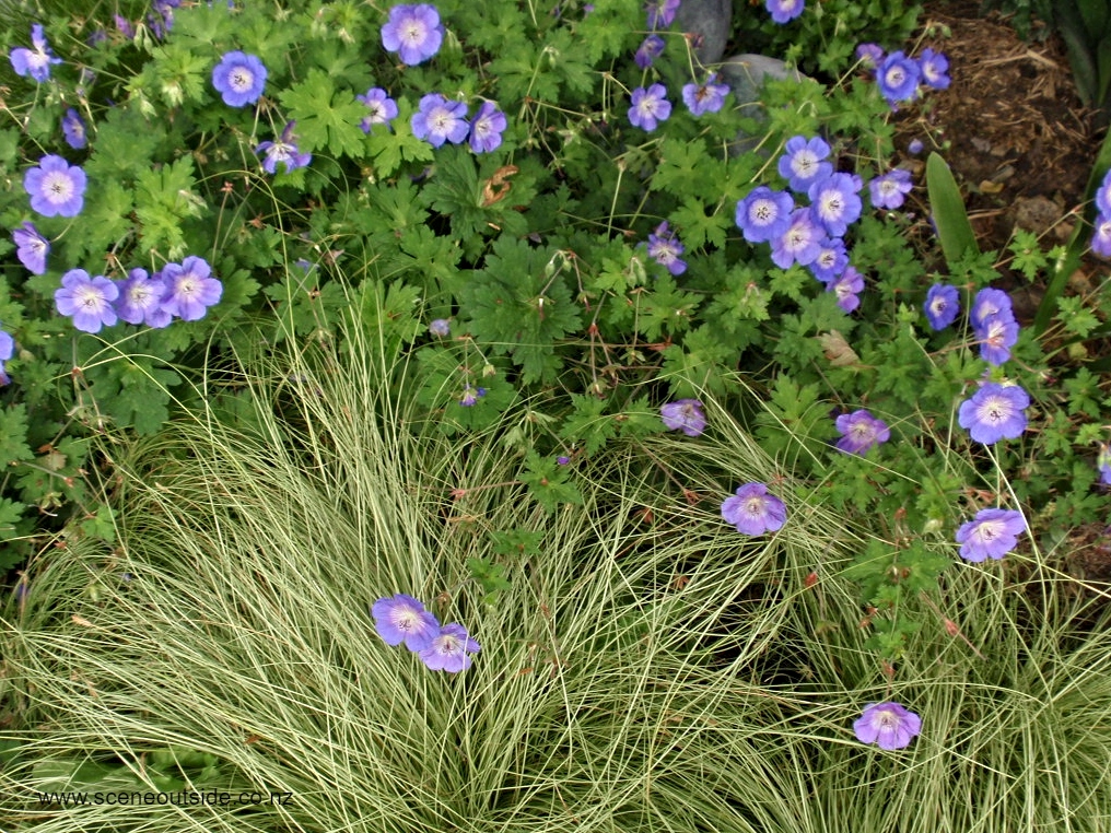 Geranium-Rozanne.jpg