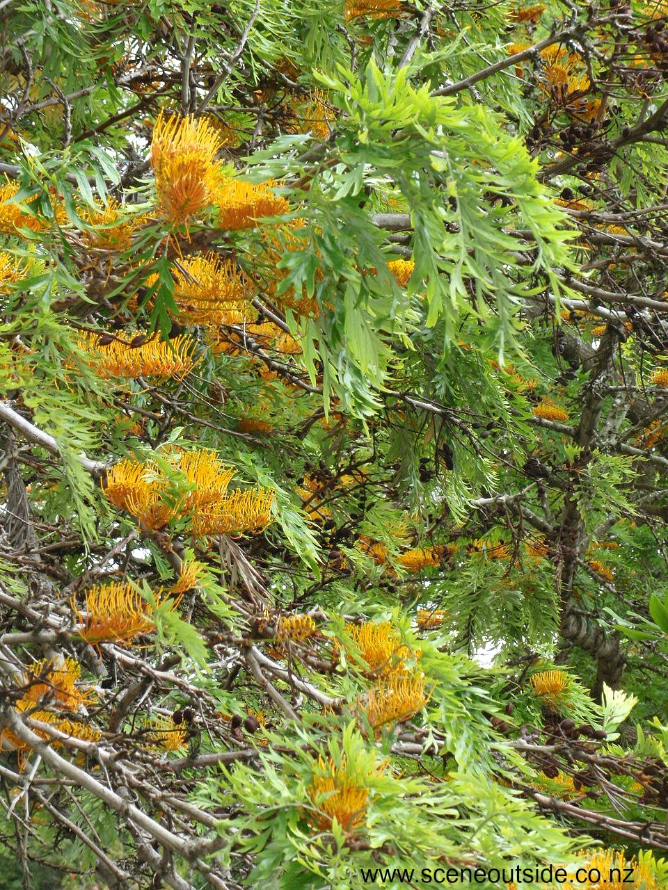 grevillea-robusta-1.jpg