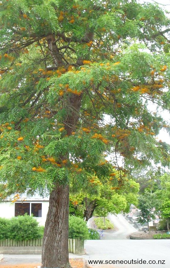 grevillea-robusta-tree.jpg