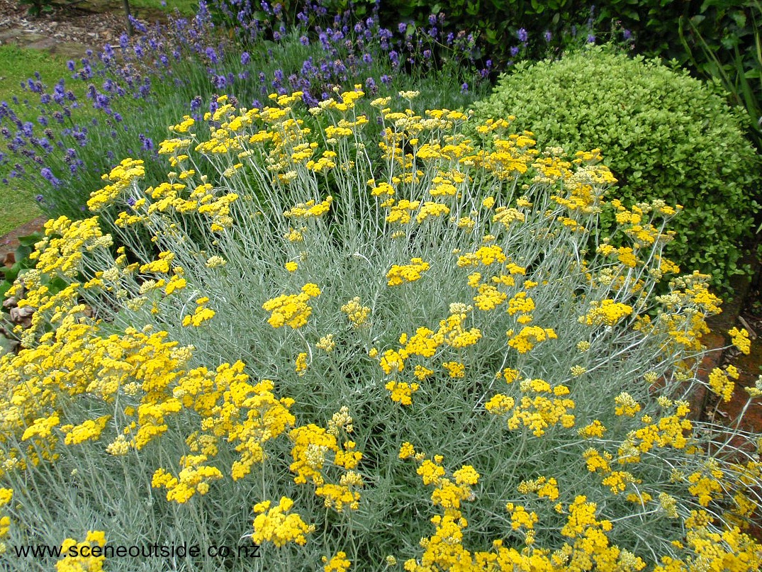 helichrysum-italicum.jpg