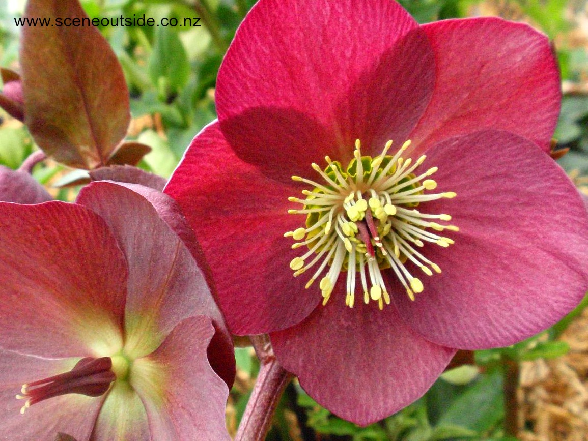 helleborus-annas-red-1.jpg