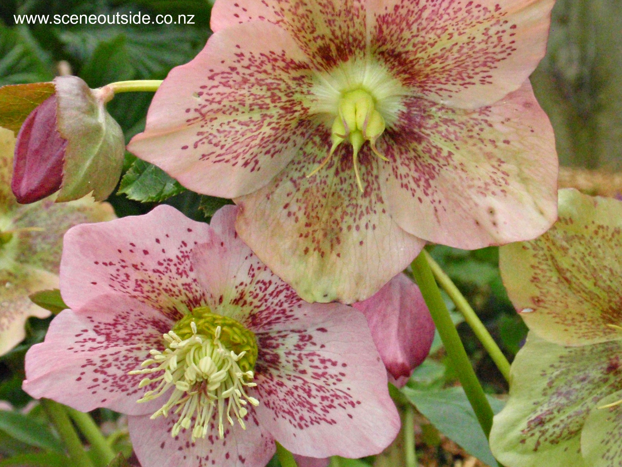 helleborus-hybridus.jpg