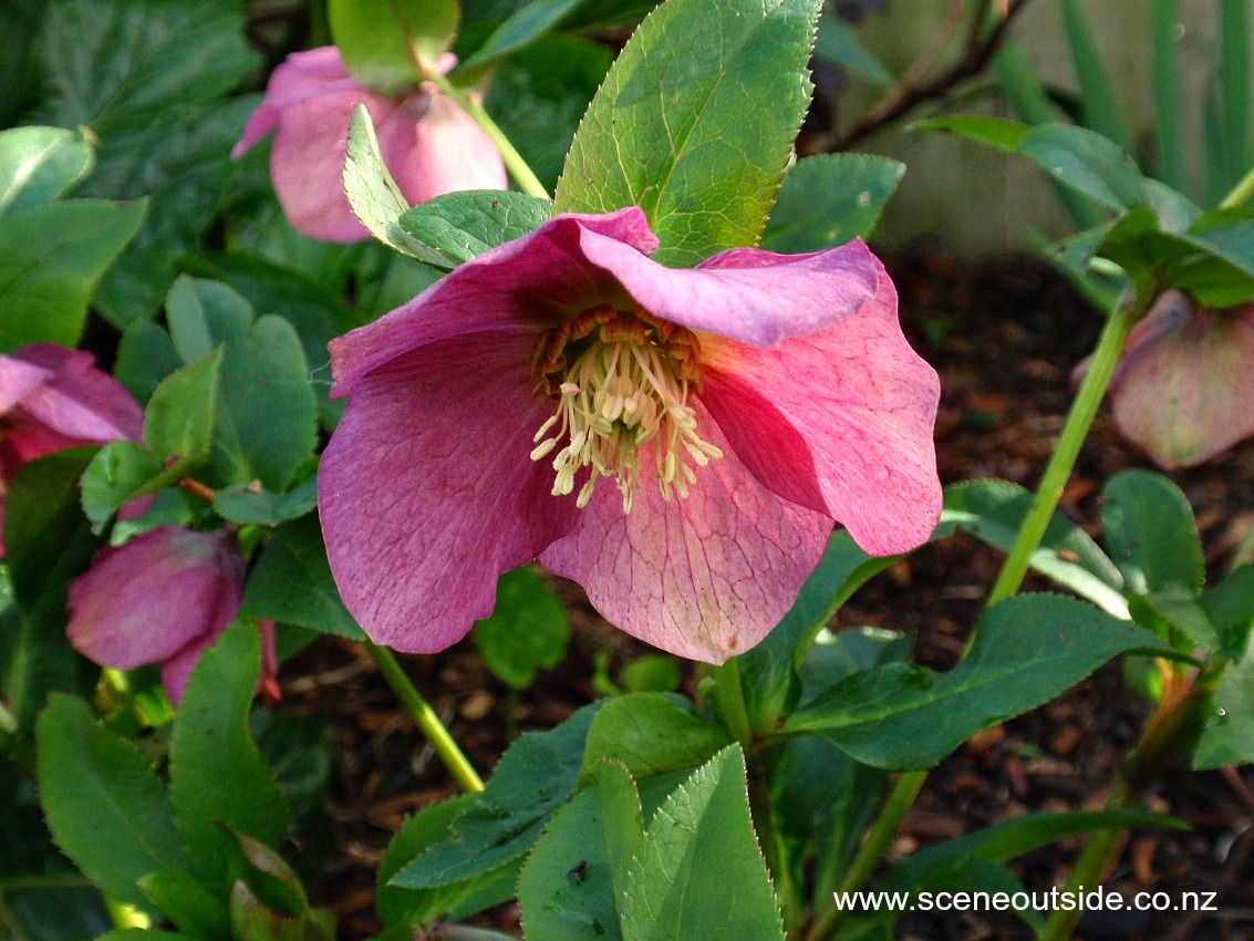 helleborus-orientalis.jpg