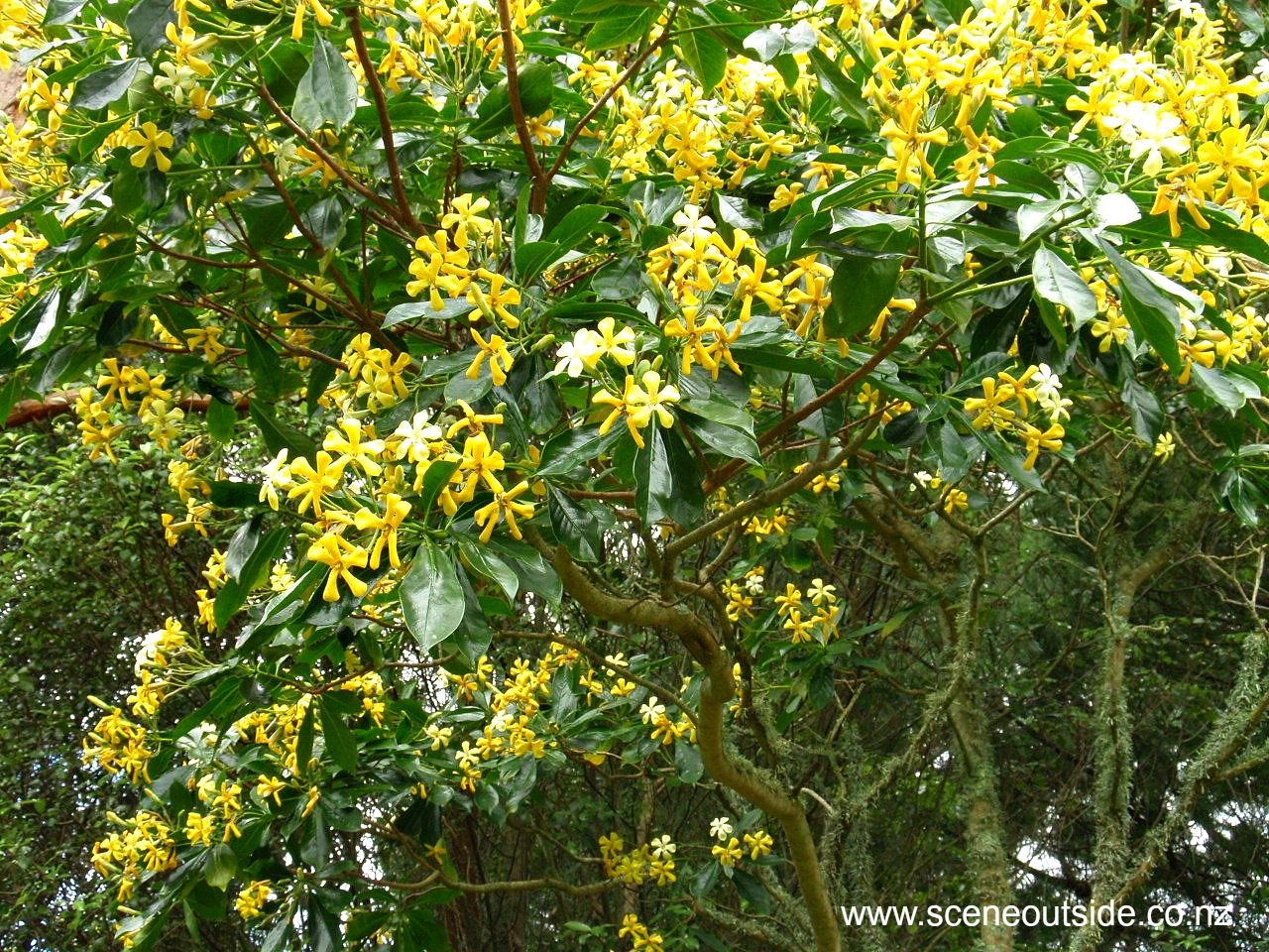 hymenosporum-flavum-1.jpg