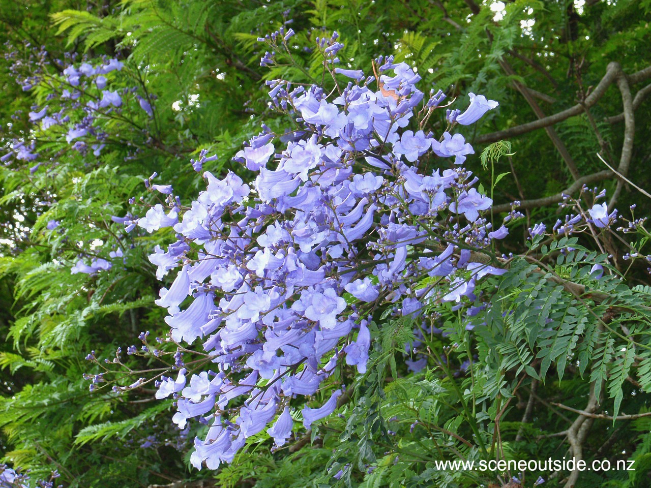 jacaranda-mimosifolia.jpg