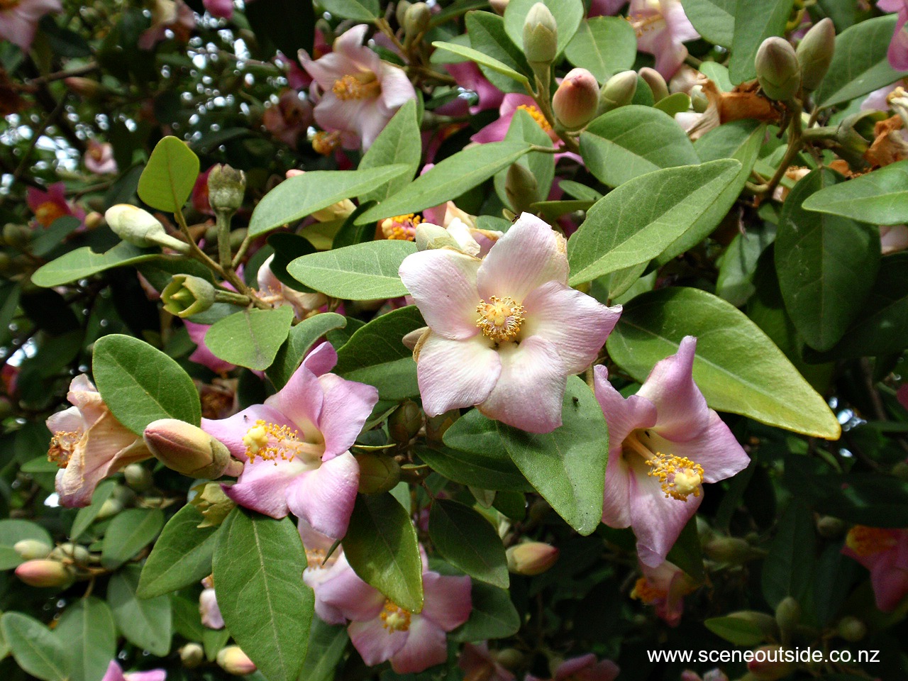 lagunaria-patersonii.jpg