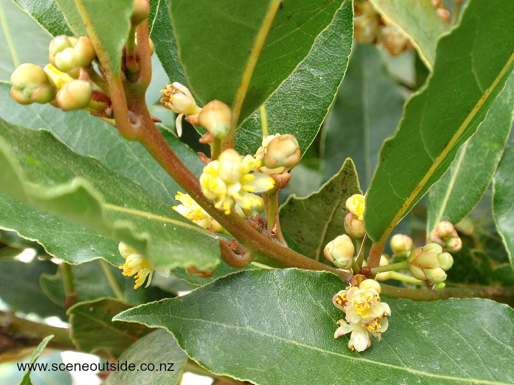 laurus-nobilis-flowers.jpg