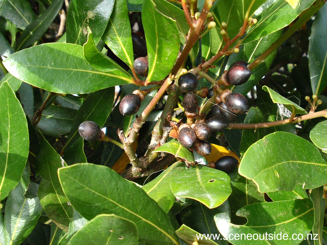 laurus-nobilis-fruit.jpg