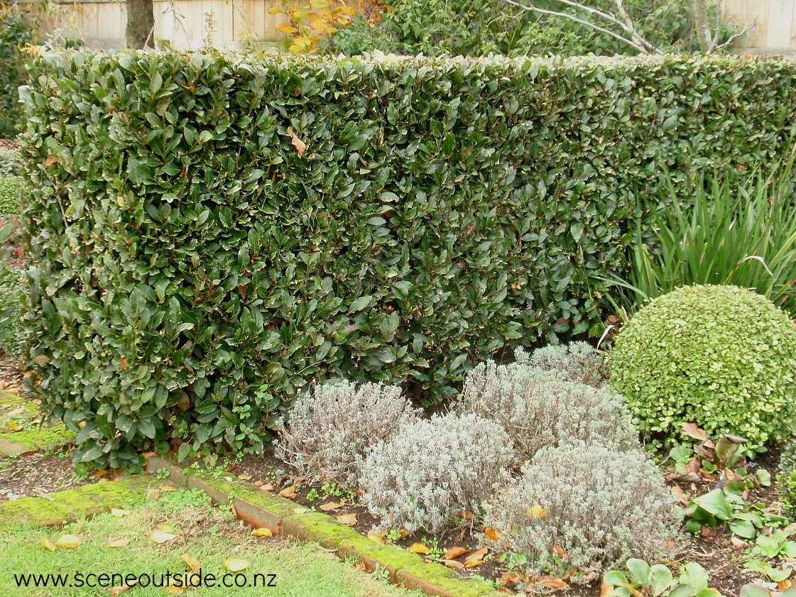 laurus-nobilis-hedge.jpg