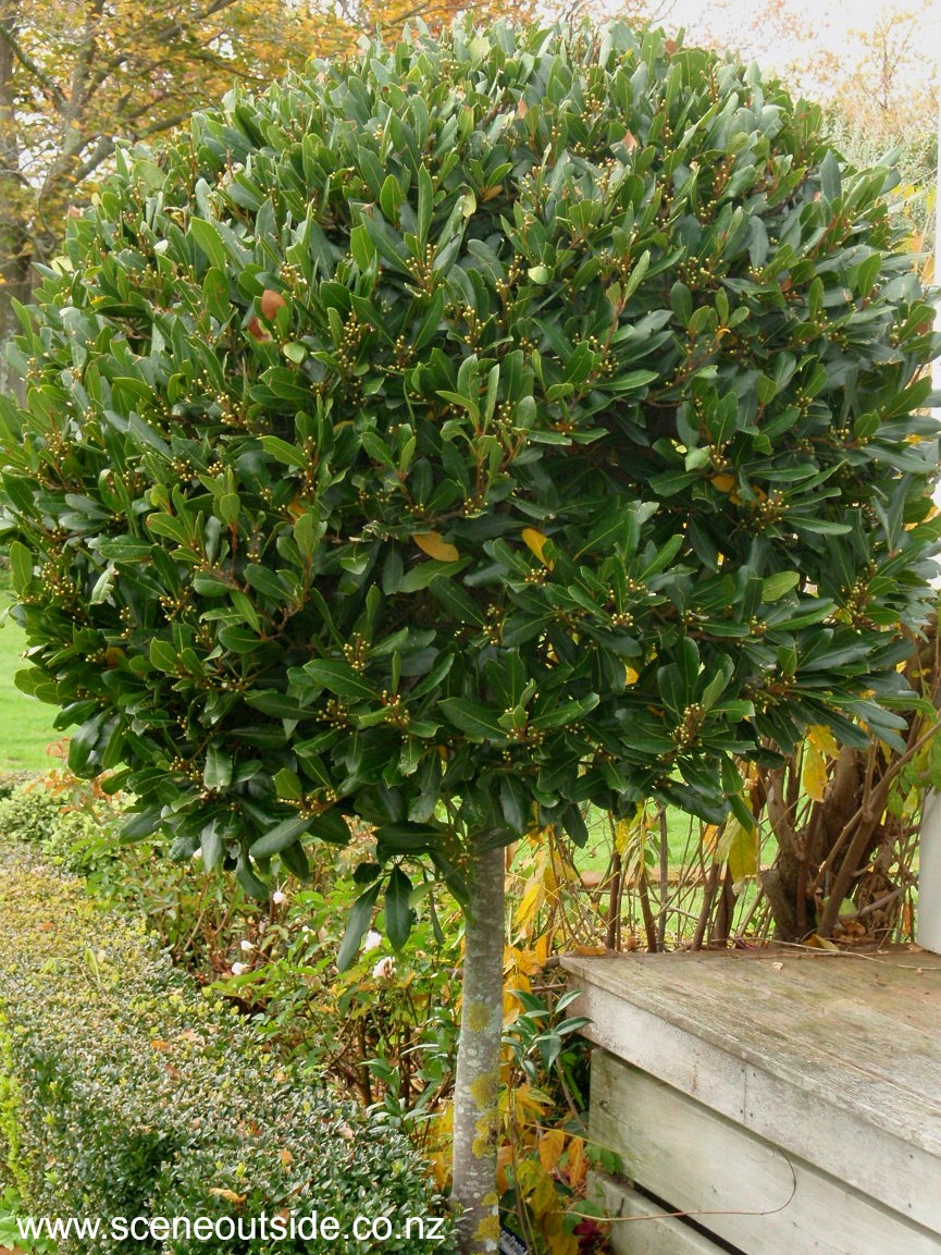 laurus-nobilis-standard.jpg