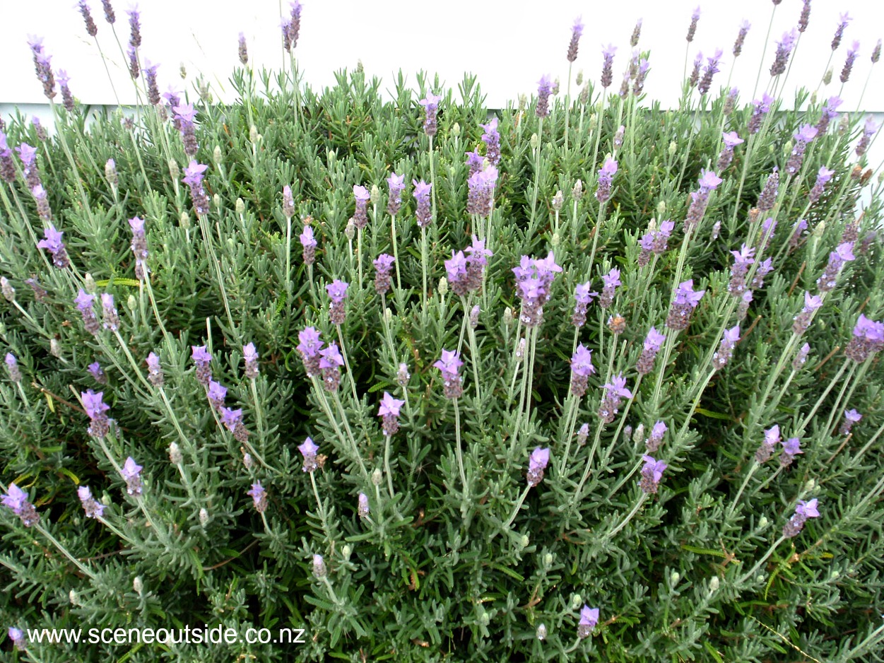 lavandula-dentata-1.jpg