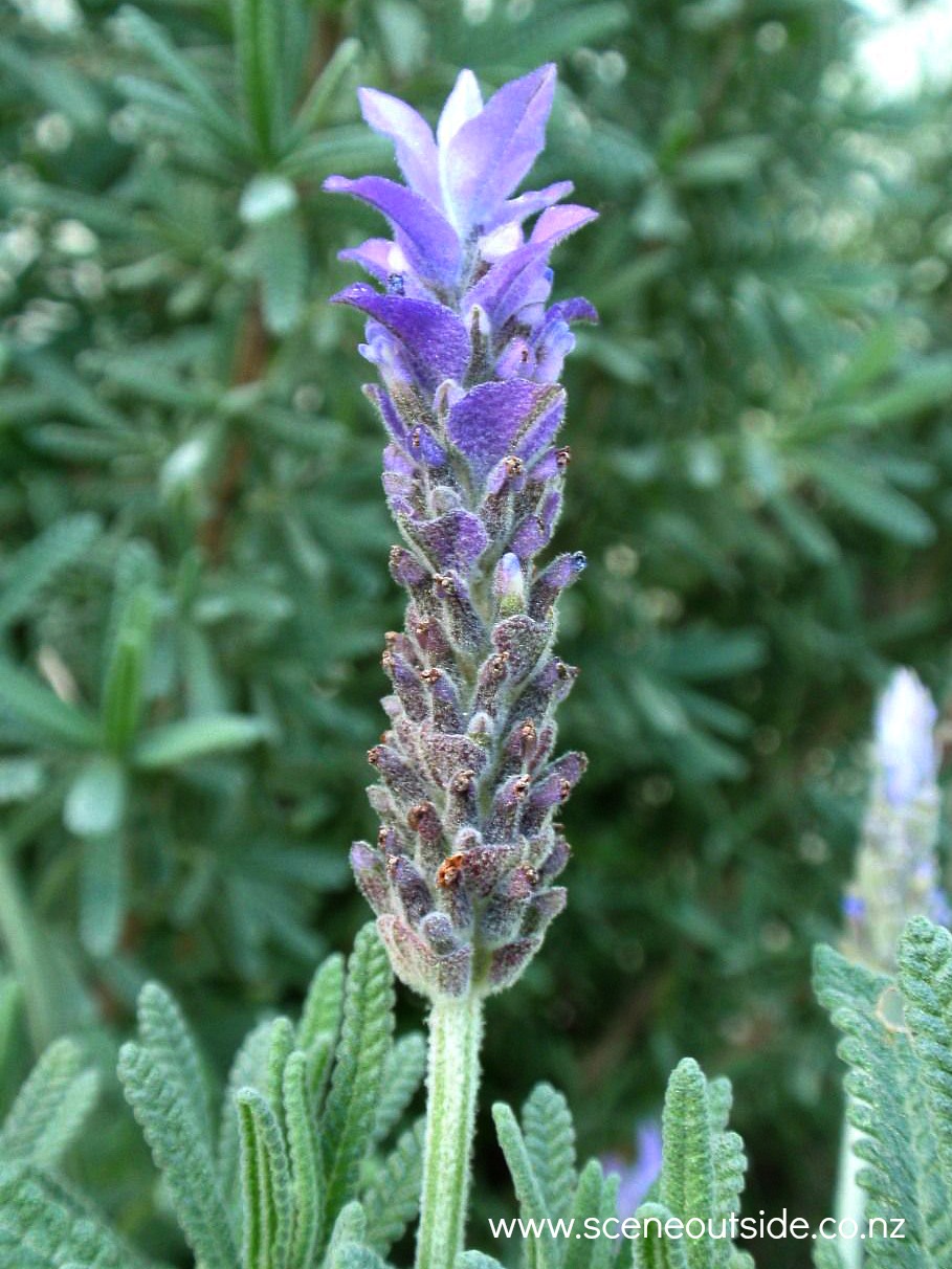 lavandula-dentata.jpg