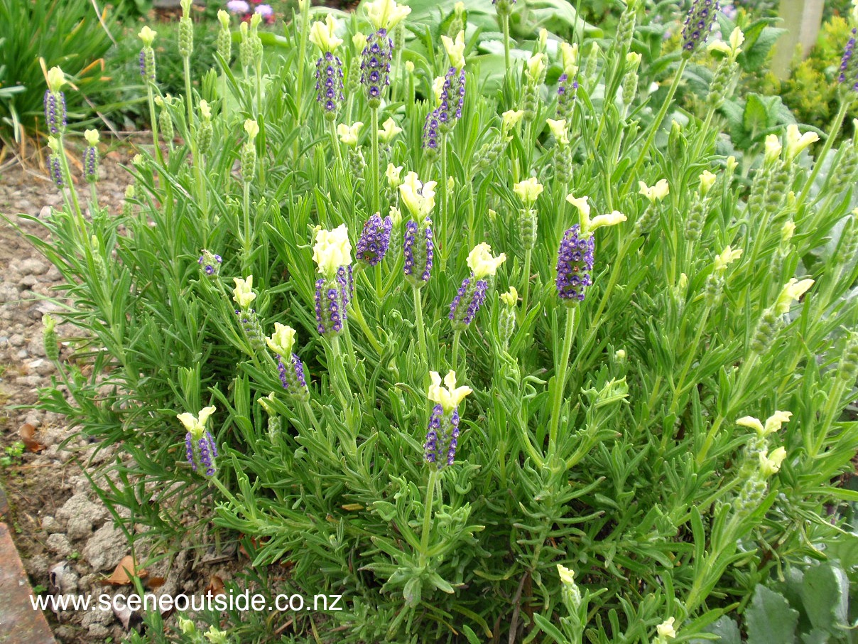 lavandula-pat-leigh-1.jpg