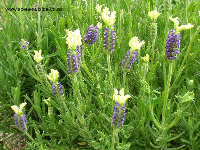 lavandula-patleigh.jpg