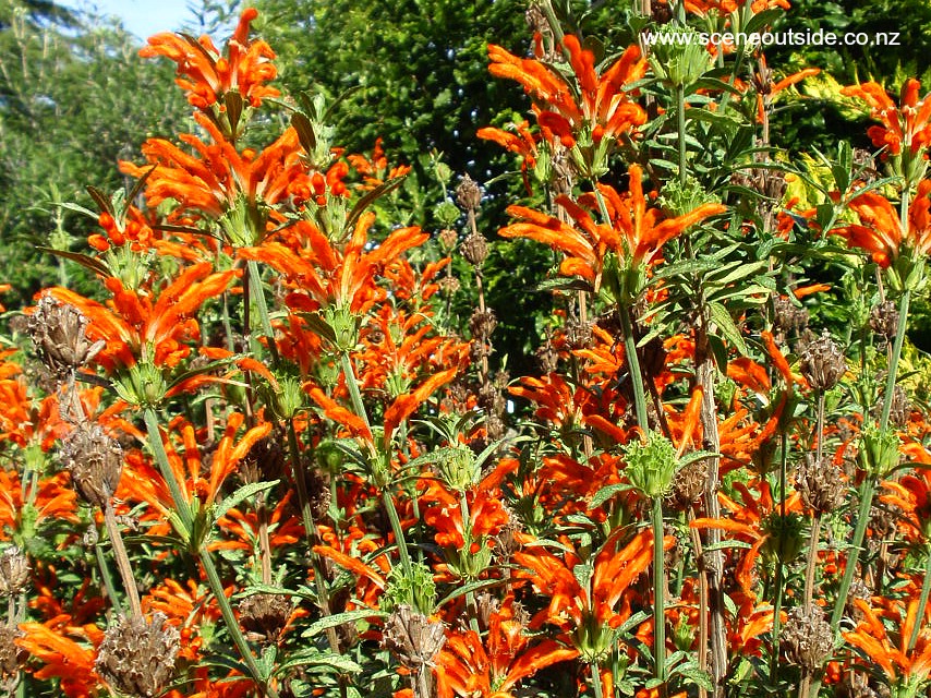 leonotis-leonurus-1.jpg