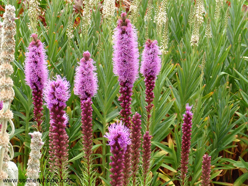 Liatris-spicata-1.jpg