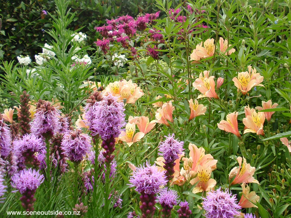 liatris-alstroemeria-monarda.jpg