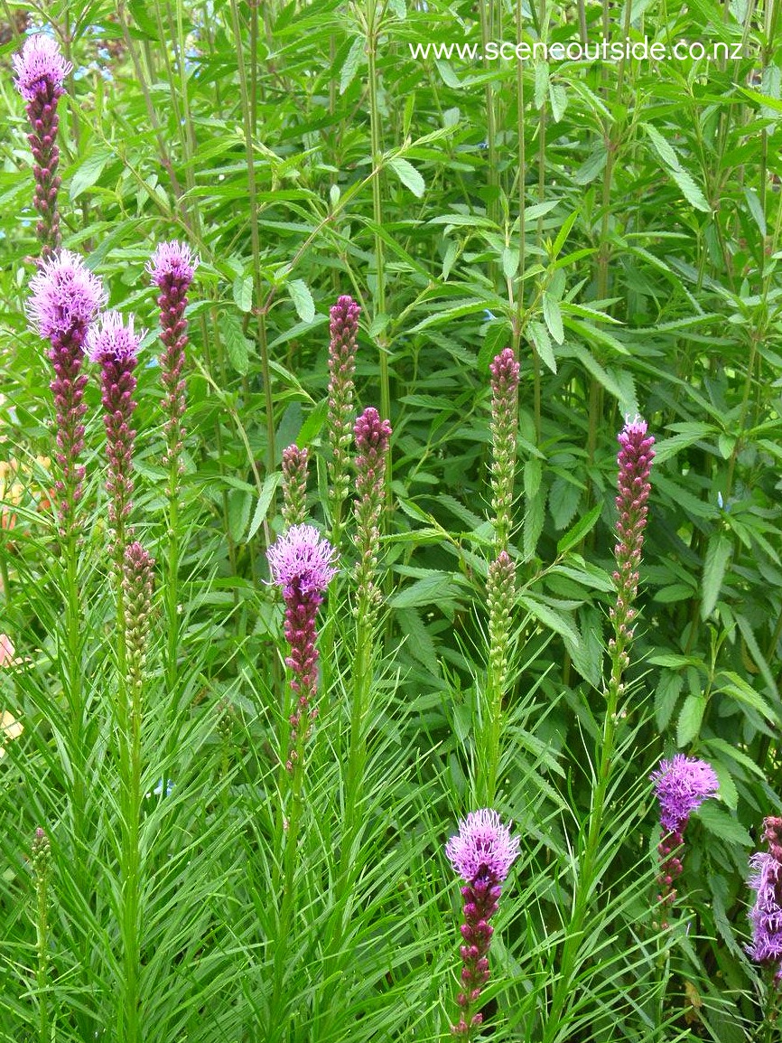 liatris-spicata.jpg