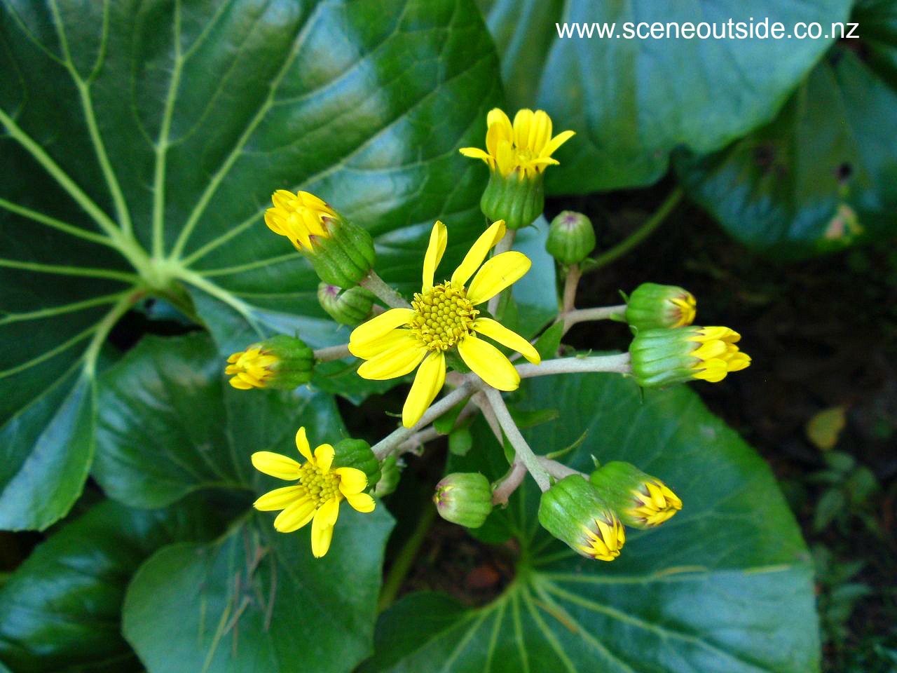 ligularia-japonicum-giganteum-flowers.jpg