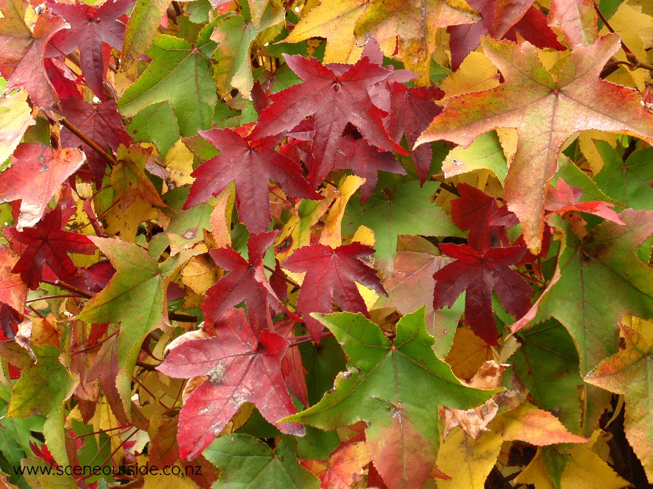 liquidambar-styraciflua-gumball-foliage.jpg