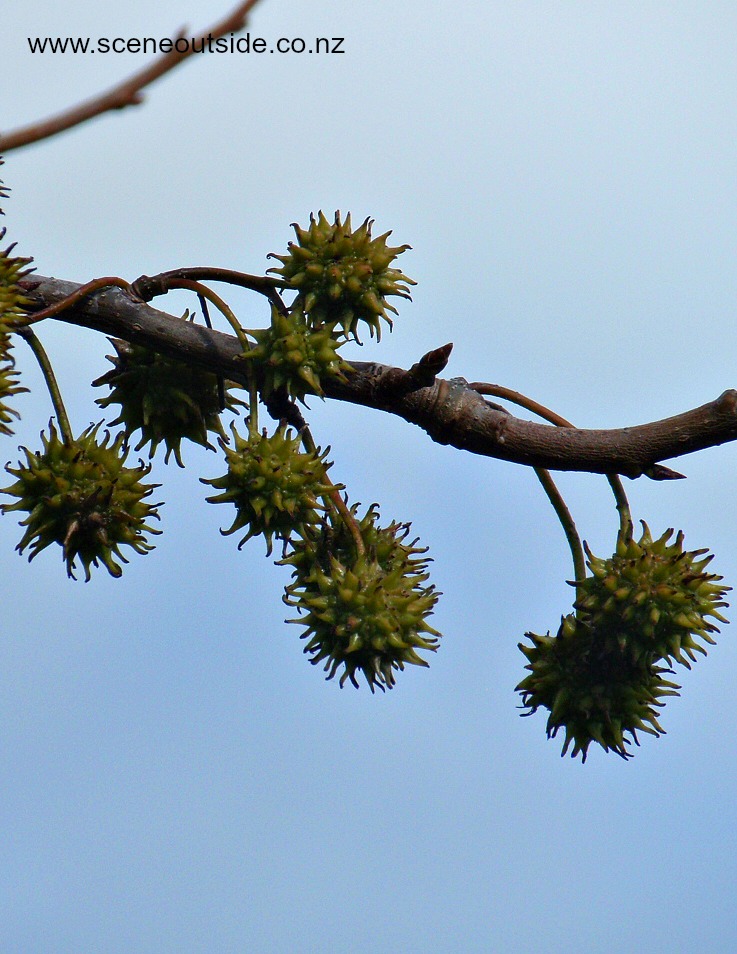 liquidambar-styraciflua-fruit.jpg