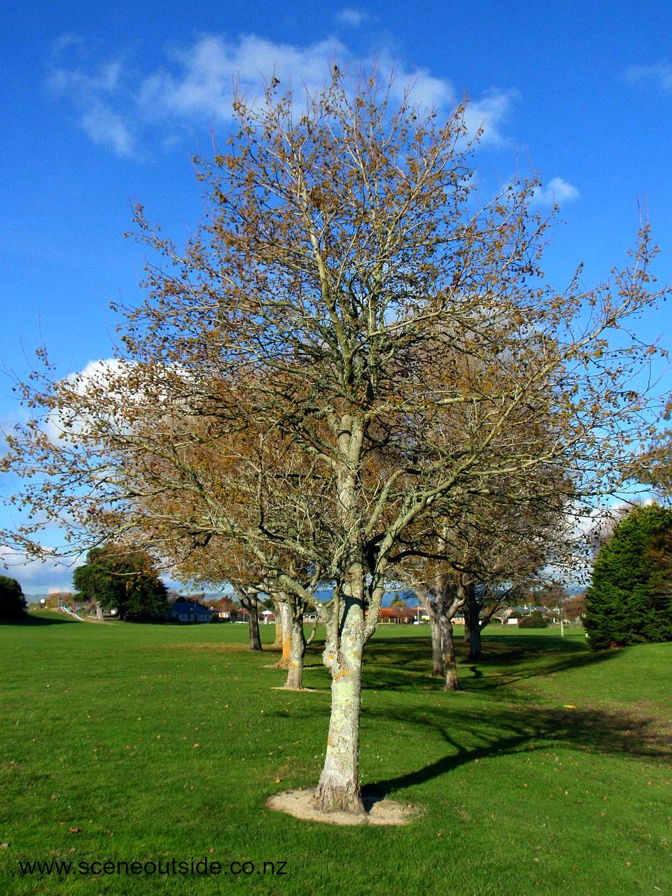 liquidambar-styraciflua-outline.jpg