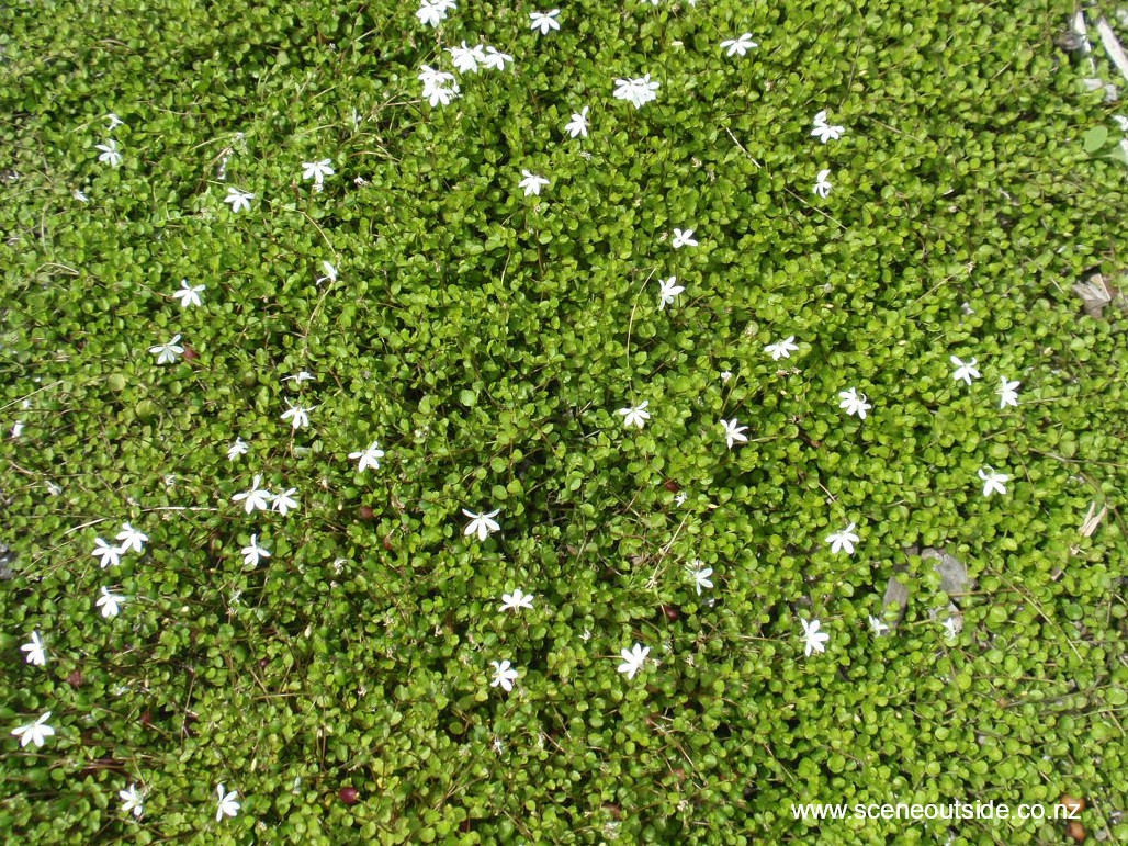 lobelia-angulata.jpg