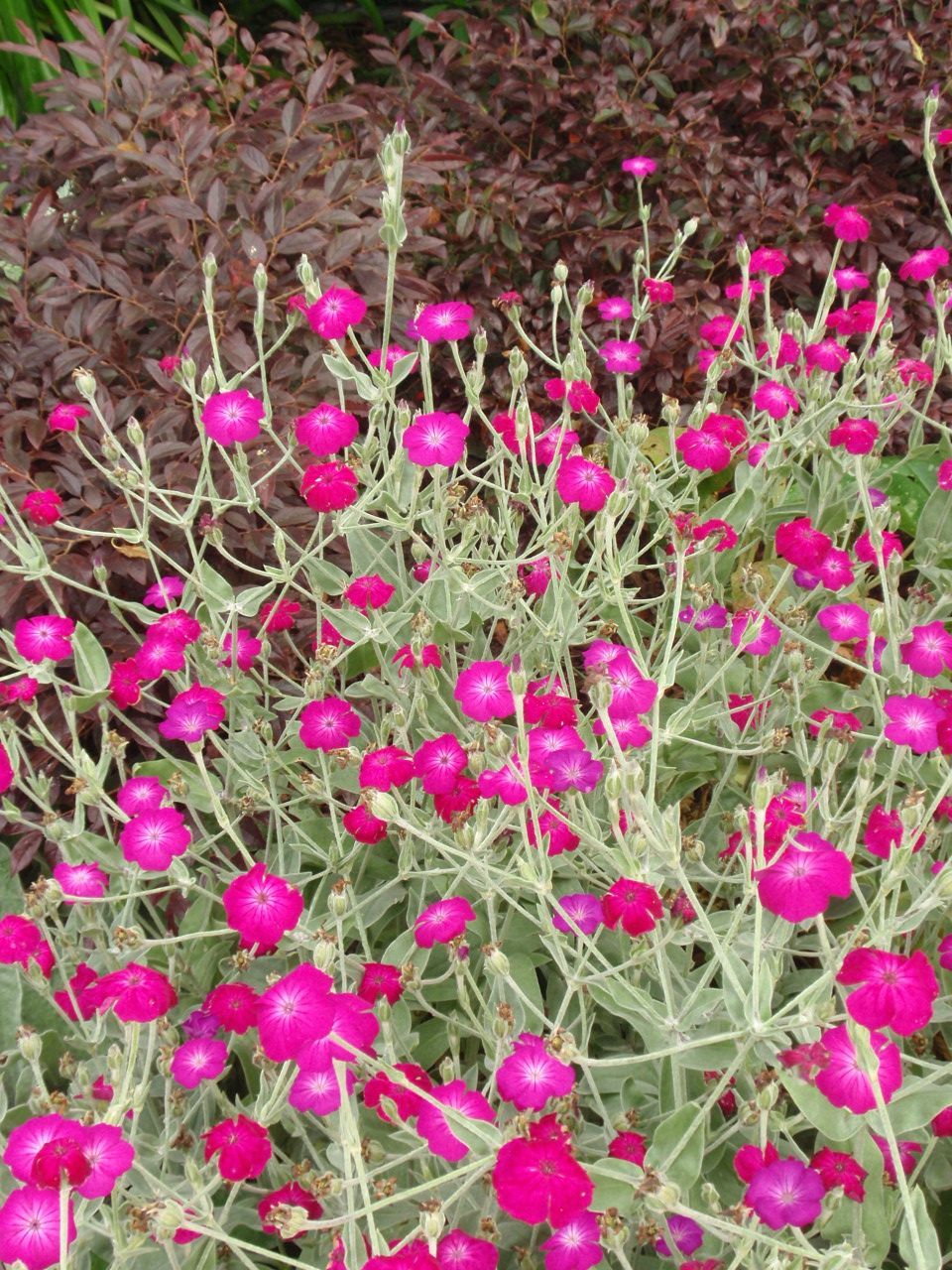 lychnis-coronaria-1.jpg