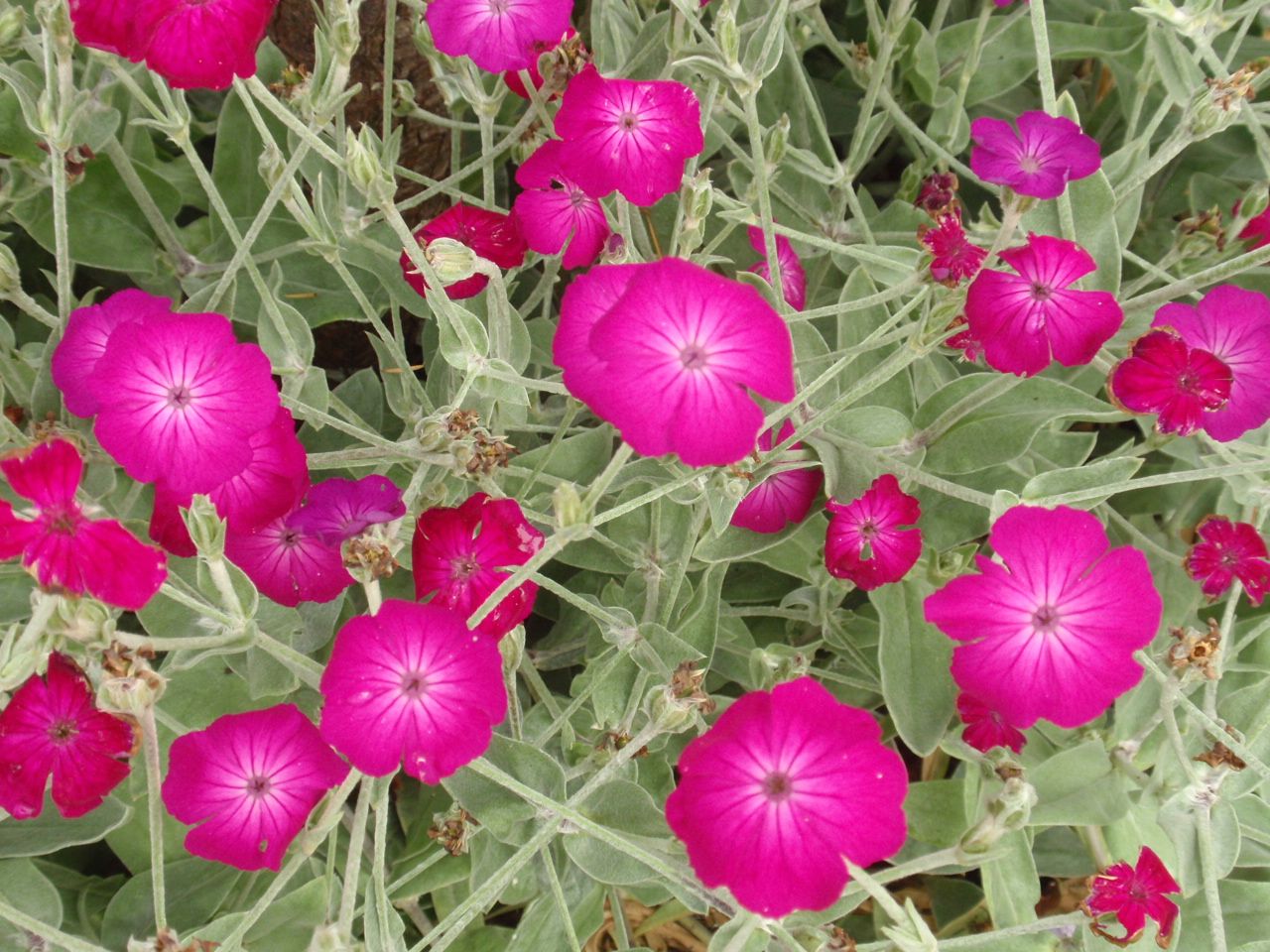 lychnis-coronaria-2.jpg