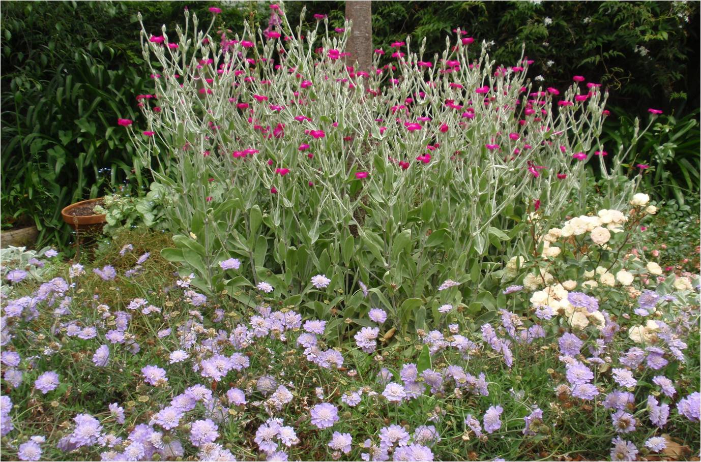 lychnis-coronaria-scabiosa-caucasica.jpg