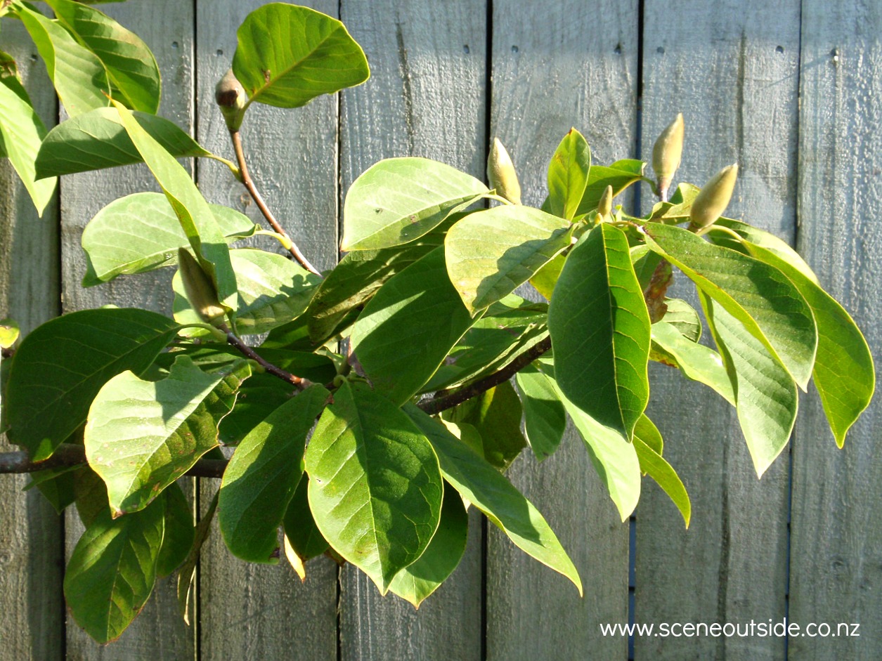 magnolia-athene-foliage.jpg