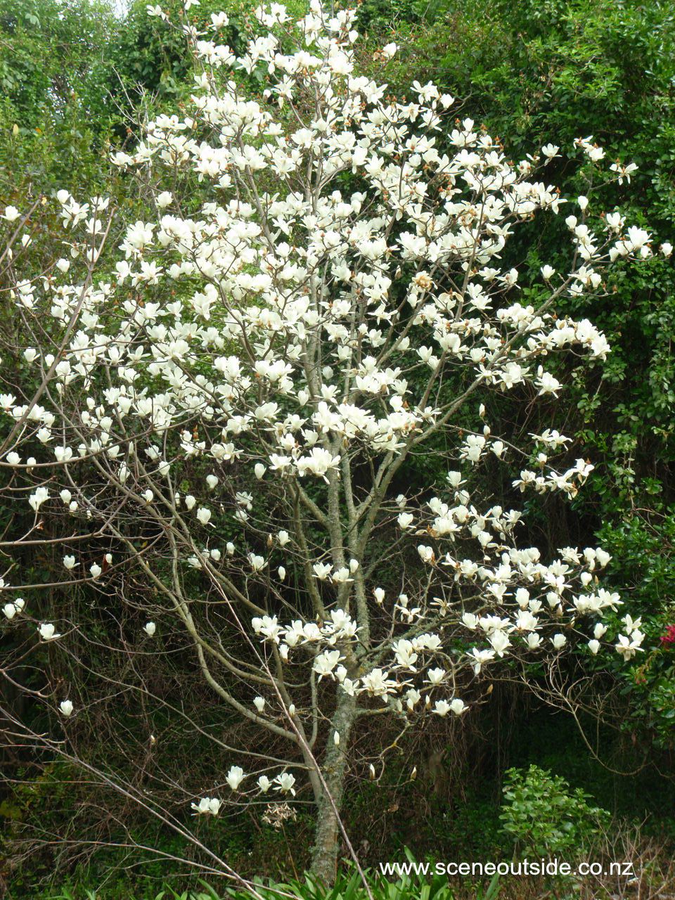 magnolia-denudata-4.jpg
