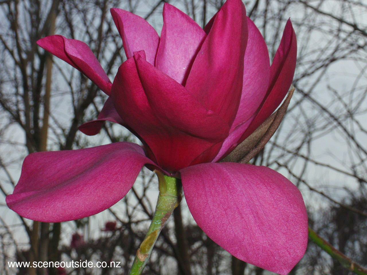 magnolia-strawberry-fields.jpg