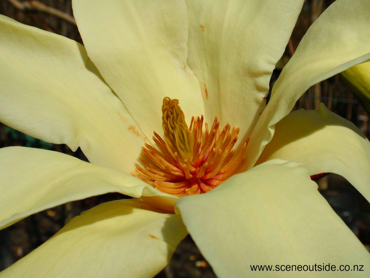 magnolia-sundance-closeup.jpg