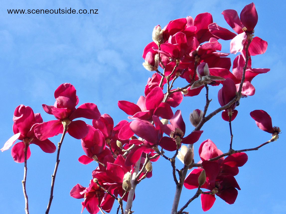 magnolia-vulcan-1.jpg